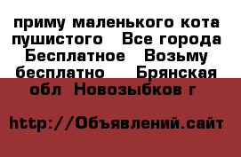 приму маленького кота пушистого - Все города Бесплатное » Возьму бесплатно   . Брянская обл.,Новозыбков г.